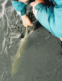 fly fishing at lough currane with Tom O'Shea